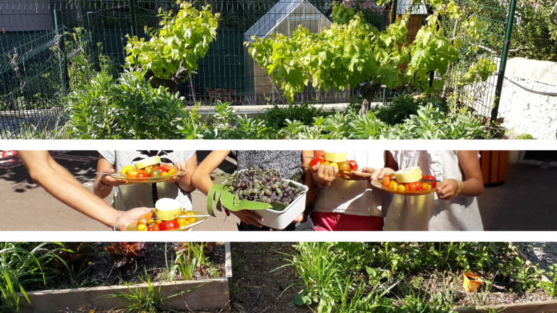 Dégustation des légumes du jardin pédagogique - Primaire